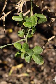              Sun leaves (Riverside, CA)       