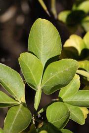              Trifoliolate leaf (Riverside, CA)       