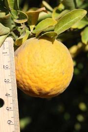            Fruit (Riverside, CA)   