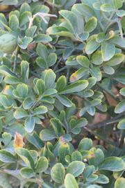              Shade leaves (Riverside, CA)       