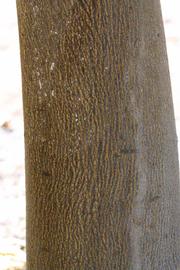            Bark (Riverside, CA)   