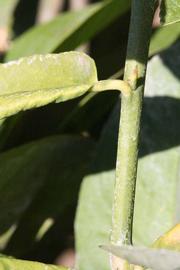            First year twig (Riverside, CA)   