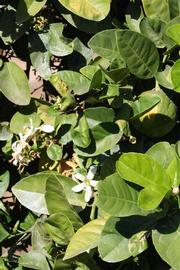              Sun leaves (Riverside, CA)       