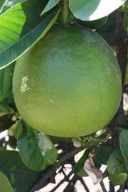            Immature fruit (Riverside, CA)   