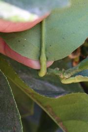              Petiole (Riverside, CA)       