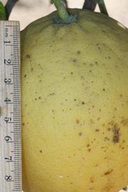            Fruit (Riverside, CA)   