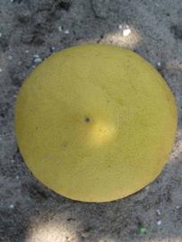            Fruit (Winter Haven, FL)   