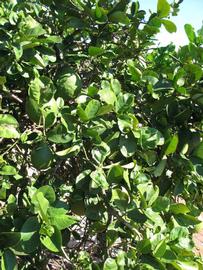              Sun leaves (Winter Haven, FL)       