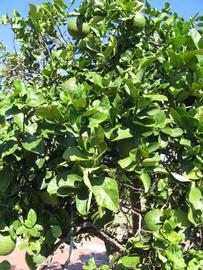              Sun leaves (Winter Haven, FL)       