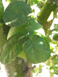              Shade leaves (Winter Haven, FL)       