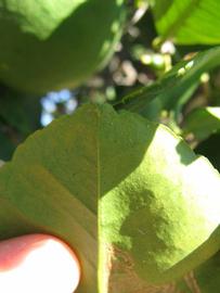              Margin (Winter Haven, FL)       