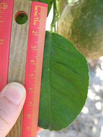              Unifoliolate leaf (Winter Haven, FL)       