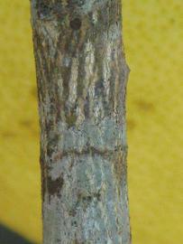              Second - third year twig (Winter Haven, FL)       