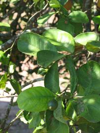              Shade leaves (Winter Haven, FL)       