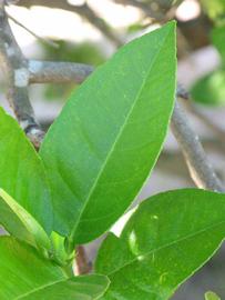              Shade leaves (Winter Haven, FL)       