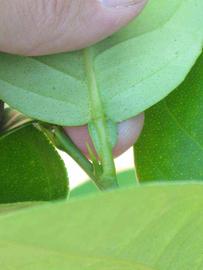              Petiole (Winter Haven, FL)       