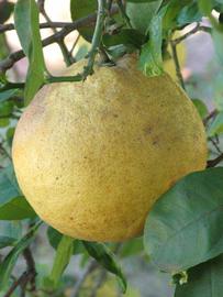            Fruit (Winter Haven, FL)   