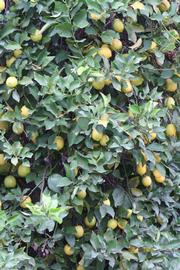               Habit (Prior, Riverside, CA)   