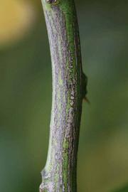                 Second - third year twig (Prior, Riverside,   CA)       