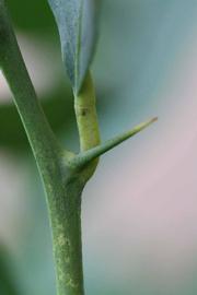                 First year twig (Prior, Riverside,   CA)       