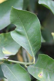                 Unifoliolate leaf (Prior, Riverside,   CA)       