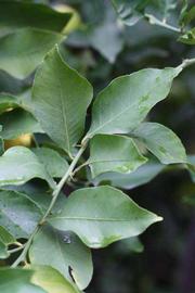               Shade leaves (Prior, Riverside, CA)   