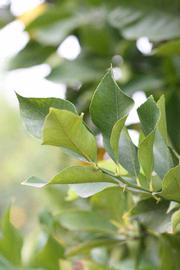               Sun leaves (Prior, Riverside,   CA)   