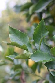               Sun leaves (Prior, Riverside,   CA)   