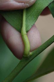                Petiole (Prior, Riverside, CA)       