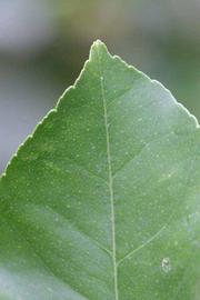                Margin (Prior, Riverside,   CA)       