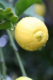                Fruit (Prior, Riverside,   CA)       