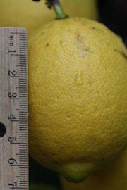                Fruit (Prior, Riverside,   CA)       