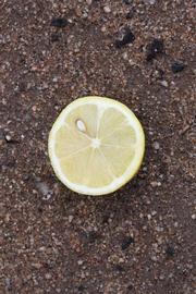                Fruit cross-section (Prior, Riverside,   CA)       