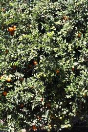            Habit (Riverside, CA)   