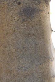            Bark (Riverside, CA)   