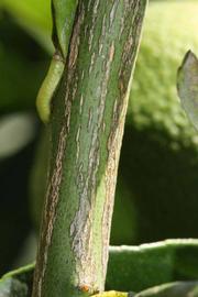              Second - third year twig (Riverside, CA)       