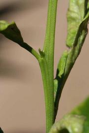            First year twig (Riverside, CA)   