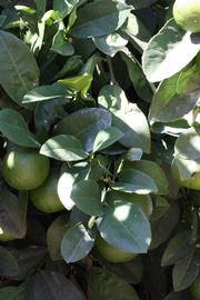              Shade leaves (Riverside, CA)       