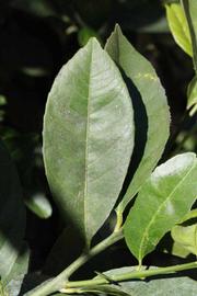              Unifoliolate leaf (Riverside, CA)       