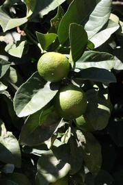              Sun leaves (Riverside, CA)       