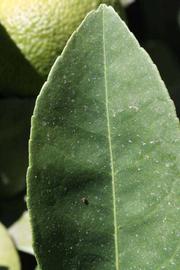              Margin (Riverside, CA)       