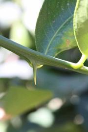            First year twig (Riverside, CA)   