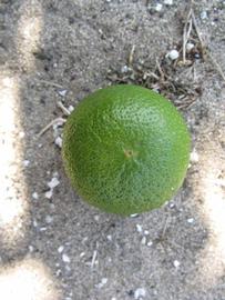            Immature fruit (Winter Haven, FL)   