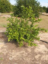              Habit (Winter Haven, FL)       