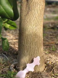              Bark (Winter Haven, FL)       