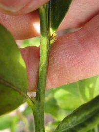              First year twig (Winter Haven, FL)       