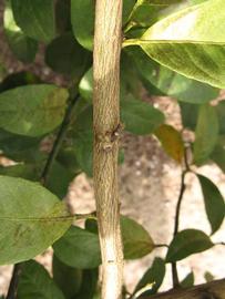              Second - third year twig (Winter Haven, FL)       