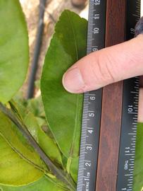              Unifoliolate leaf (Winter Haven, FL)       