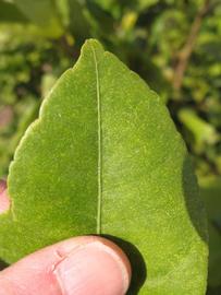              Margin (Winter Haven, FL)       