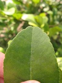              Margin (Winter Haven, FL)       